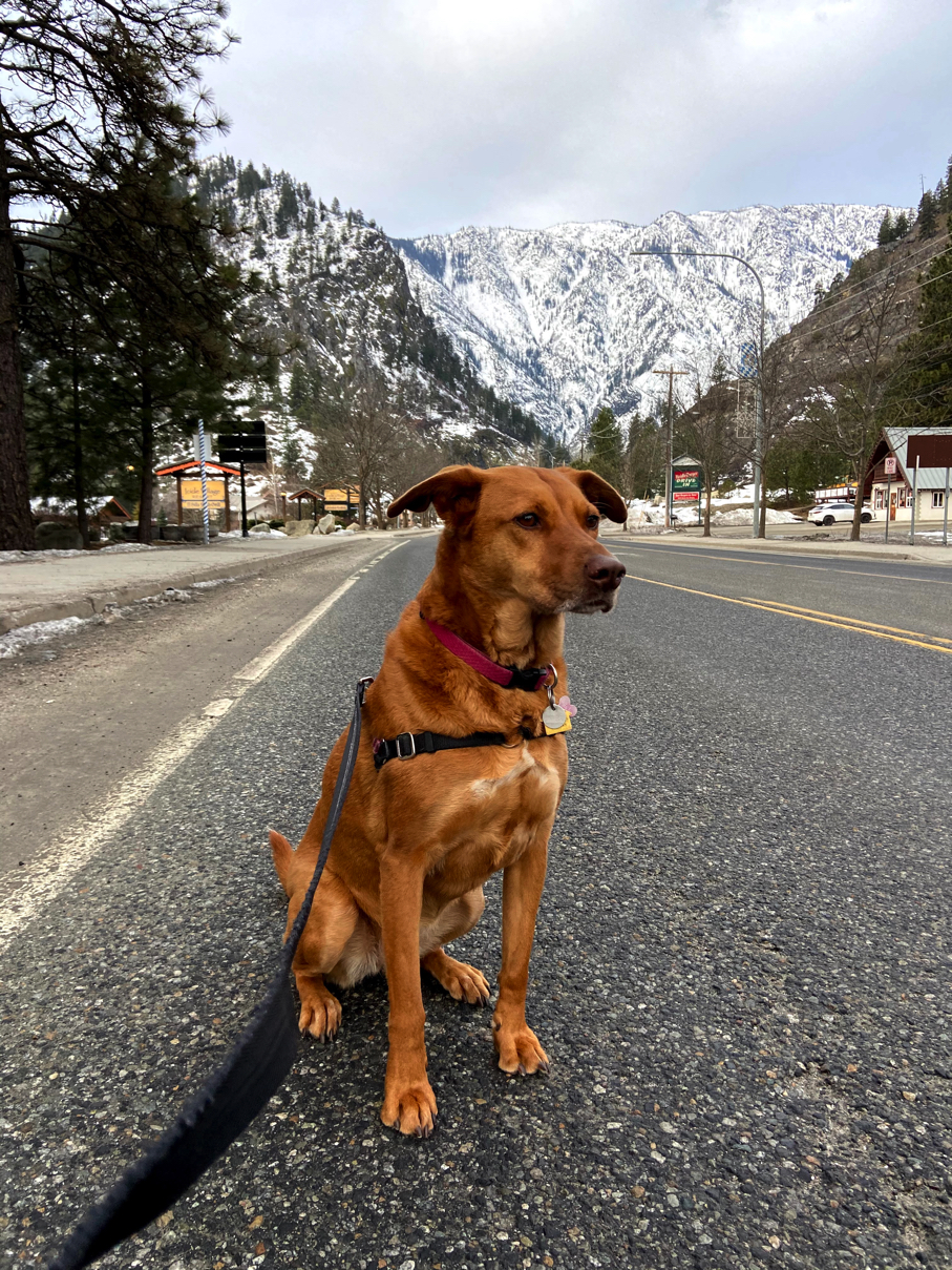 a dog sits on a road in front of mountains