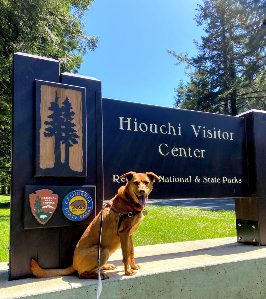 Hiouchi Visitor Center in Redwood National Park has dog-friendly maps