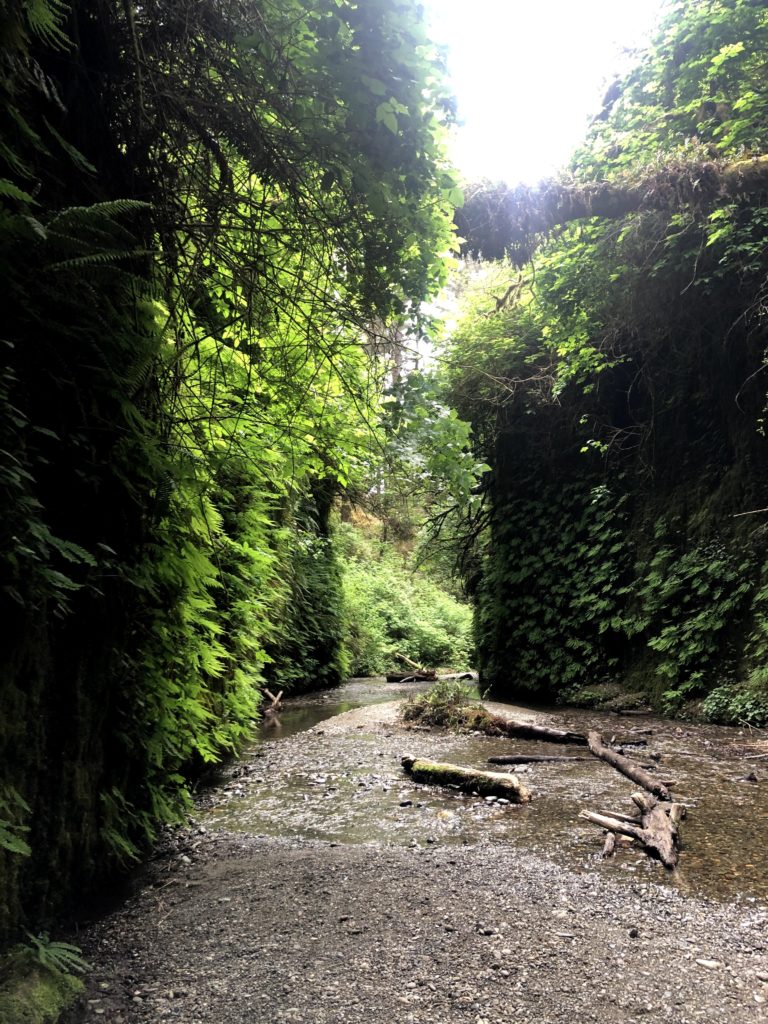 fern canyon loop trail