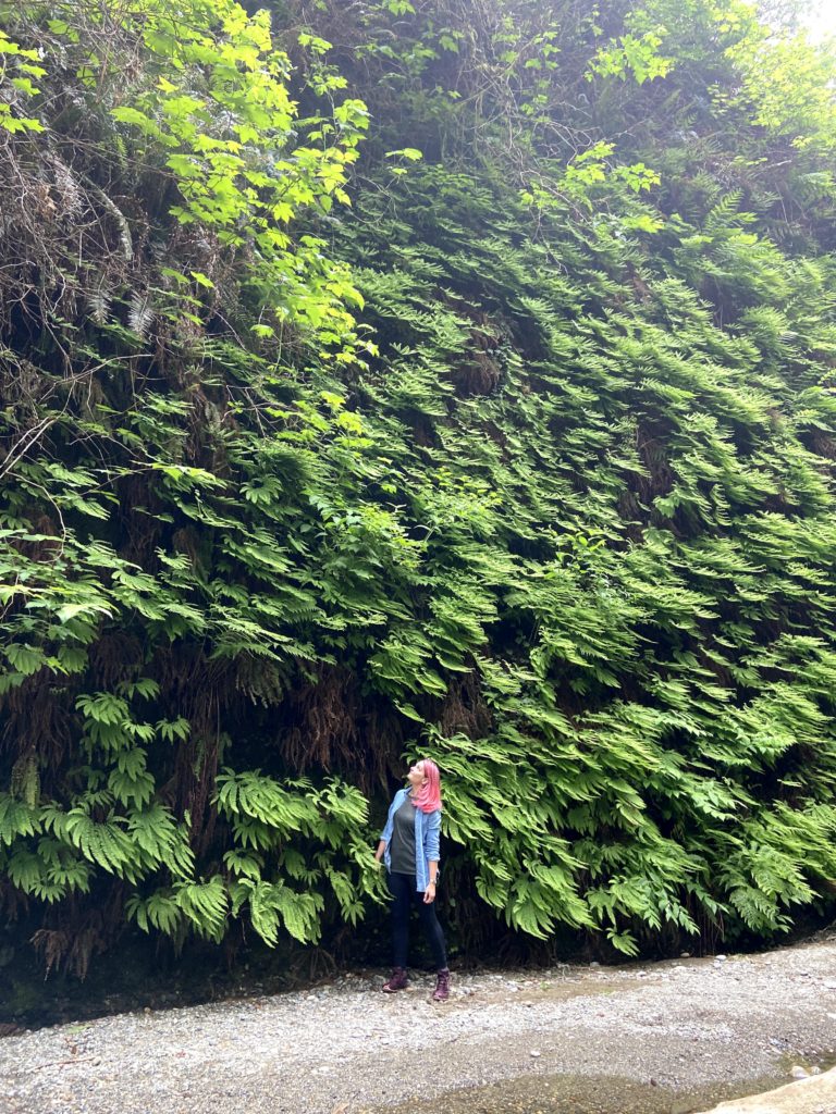 fern canyon hike wall of ferns