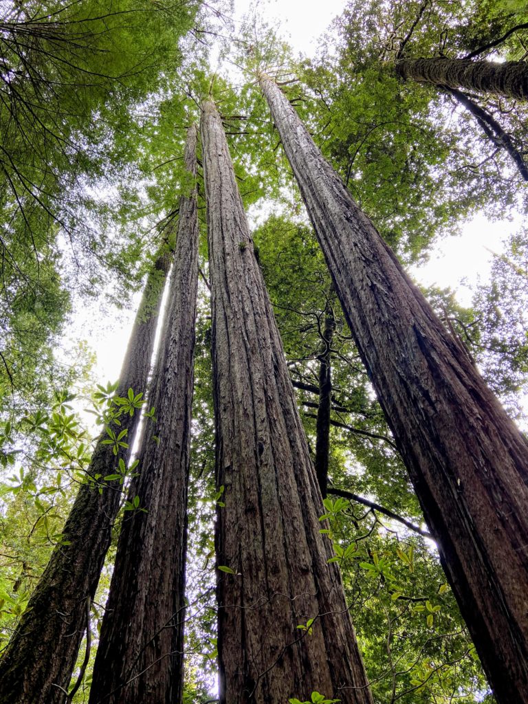 tall trees grove