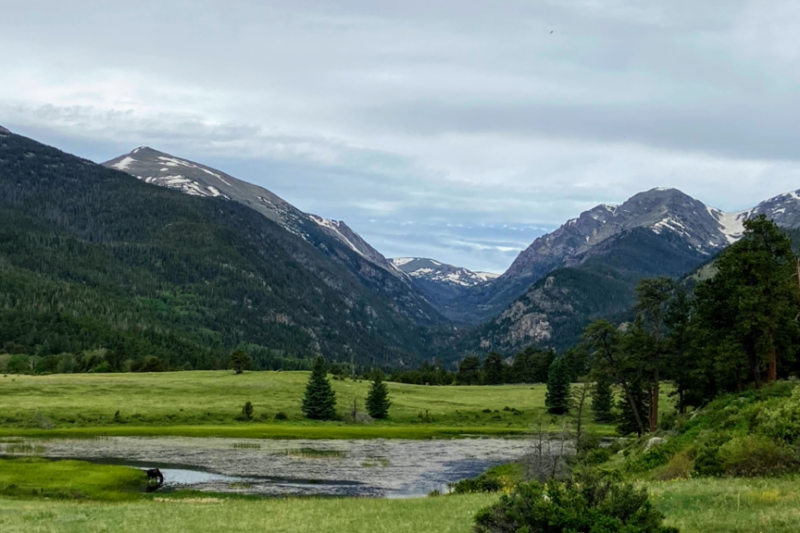 summer trip to rocky mountain where a moose is at a lake