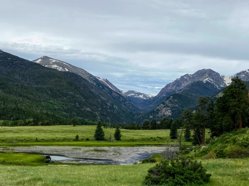 summer trip to rocky mountain where a moose is at a lake