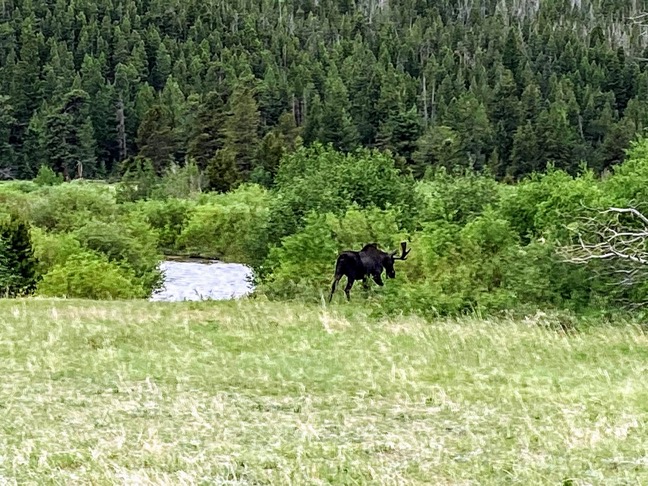 image shows a bull moose walking into bushes by a small lake at Rocky Mountain National Park. The moose is very far away.