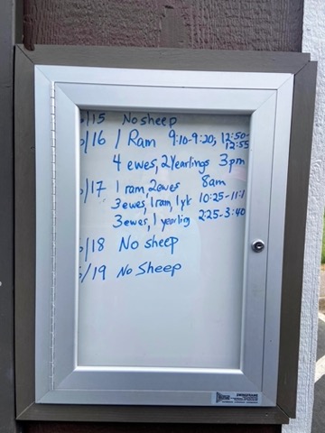 image shows a whiteboard. written in blue marker are the sheep sightings at Sheep Lake. No sheep have been seen for two days.