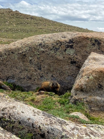 image shows a marmot on the Tundra Communities Trail at Rocky Mountain National Park.