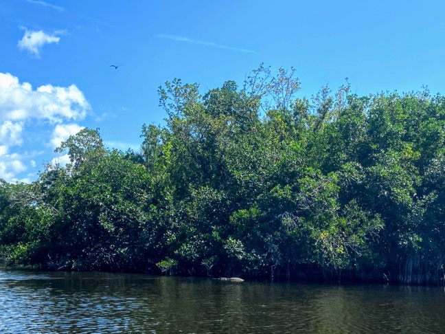 image shows the back of an alligator in front of  mangrove trees in the water in Fakahatchee Strand State Park