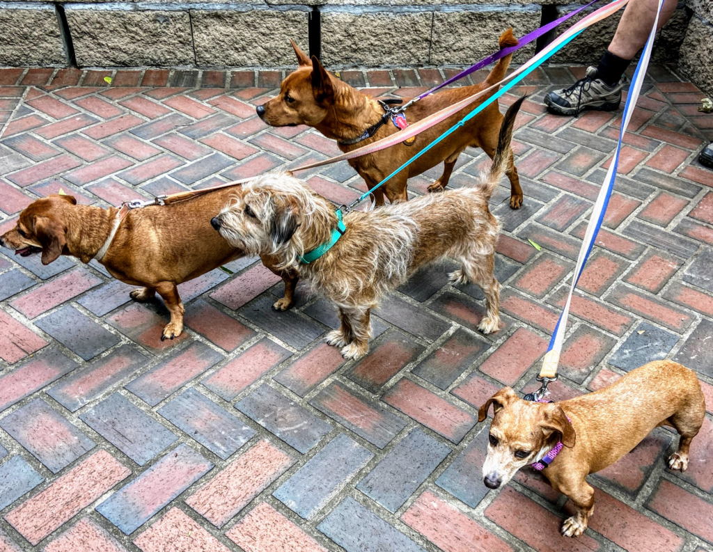 image shows four small red and brown dogs at Congaree Visitor Center