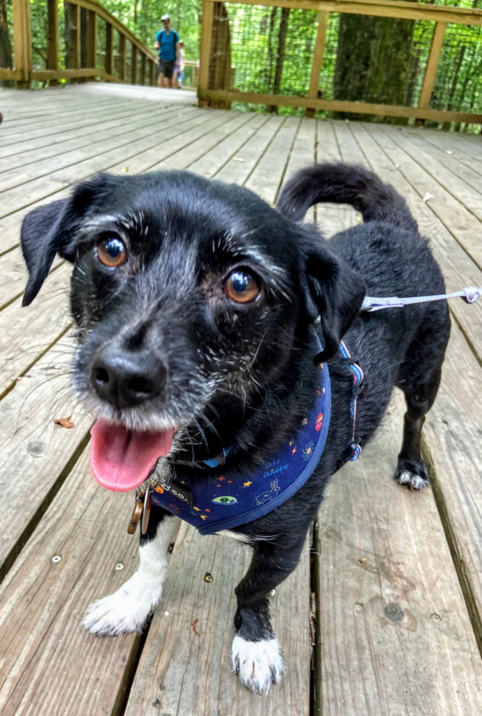 image shows a black dog with white feet on a trail at Congaree National Park