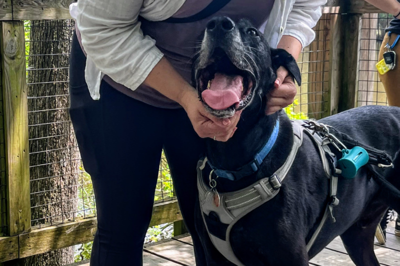 Image shows a woman petting a very large great dane at Congaree national park
