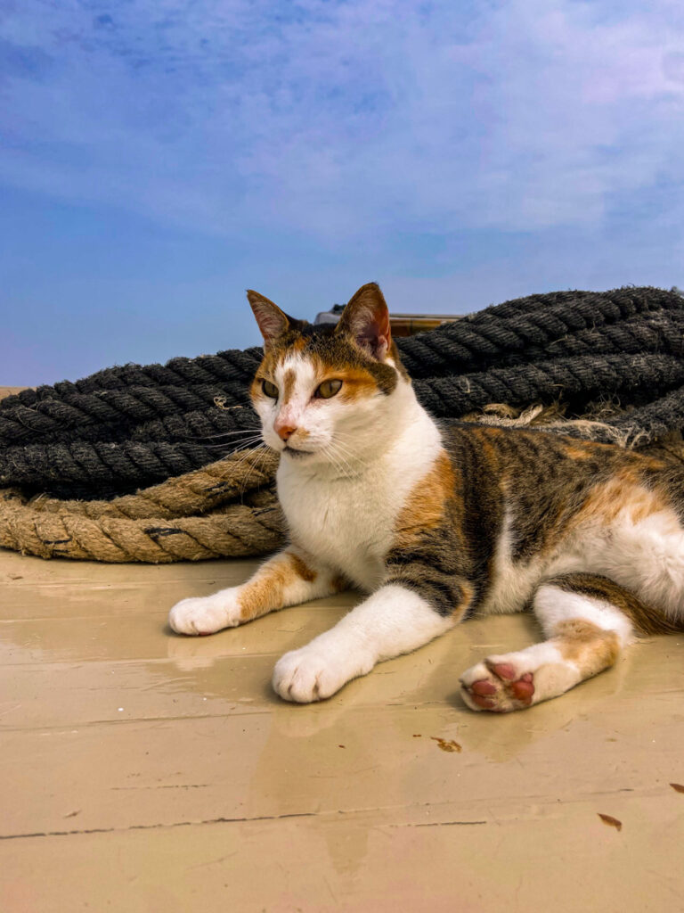 image shows a calico cat aboard a sailboat in Maine