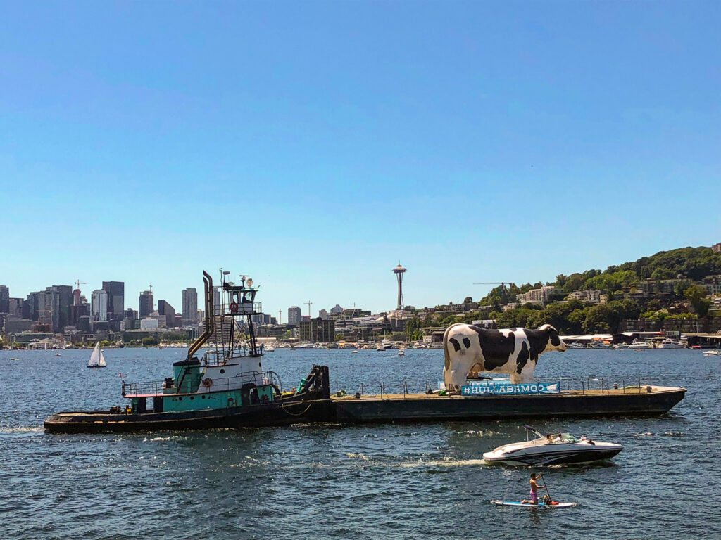 image shows a giant statue of a cow on a barge in Lake Union
