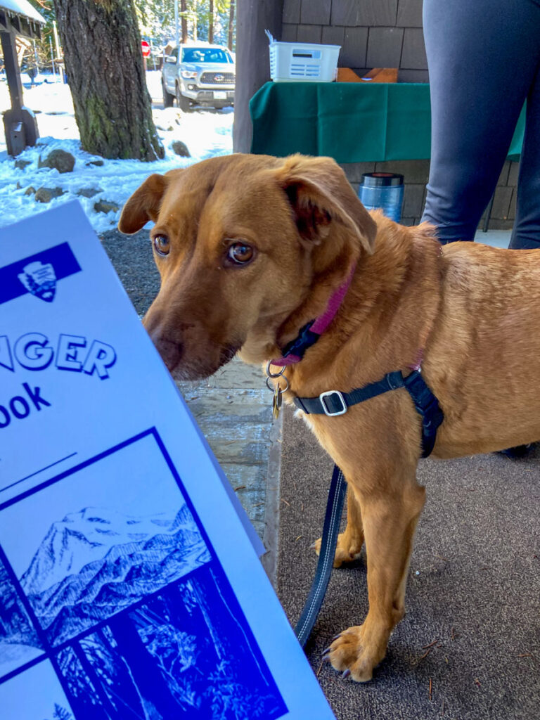 a dog gives some side eye to a coloring book of mt. rainier