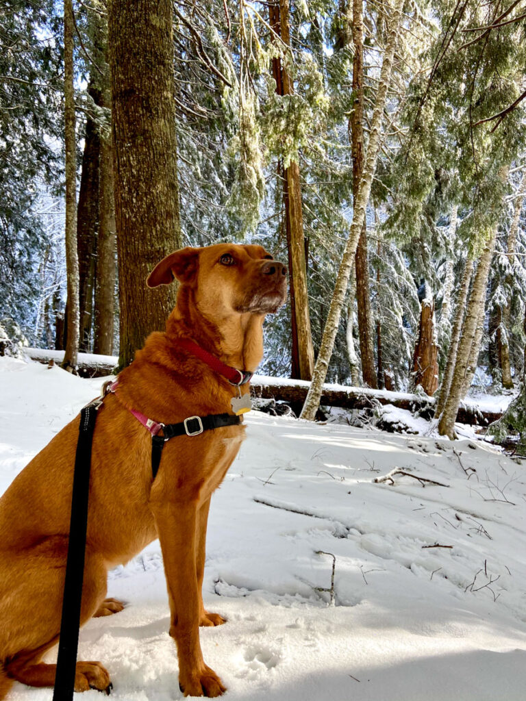 pensive friendly dog at mt. rainier national park