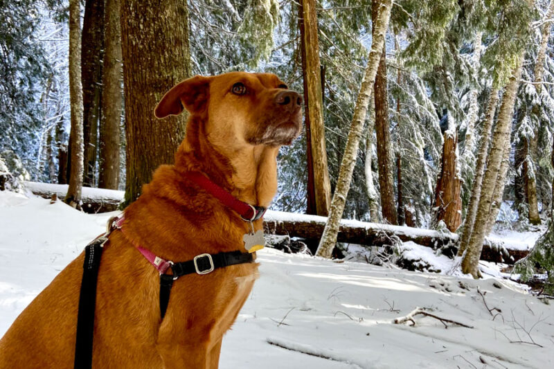 pensive friendly dog at mt. rainier national park