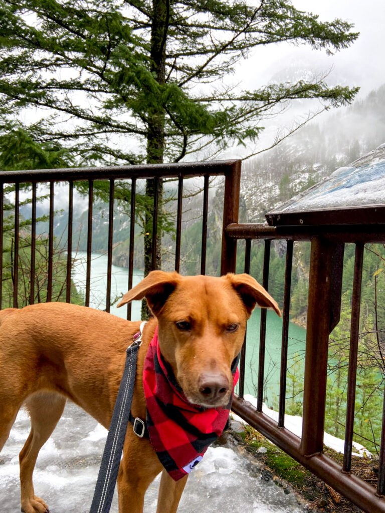 a dog stands in front of a blue lake in North Cascades