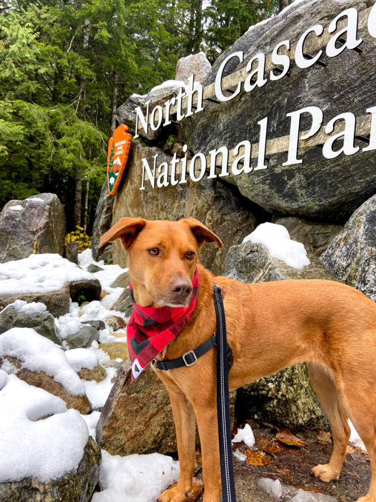 a dog with a bandana on stands in front of the North Cascades National Park sign in winter