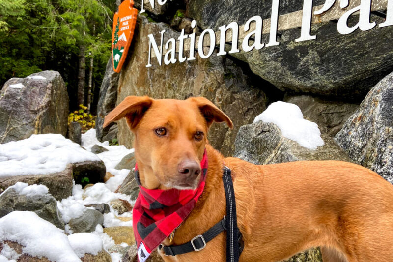 a dog with a bandana on stands in front of the North Cascades National Park sign in winter