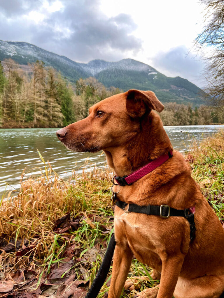 a red dog in front of a river at North Cascades dog friendly park