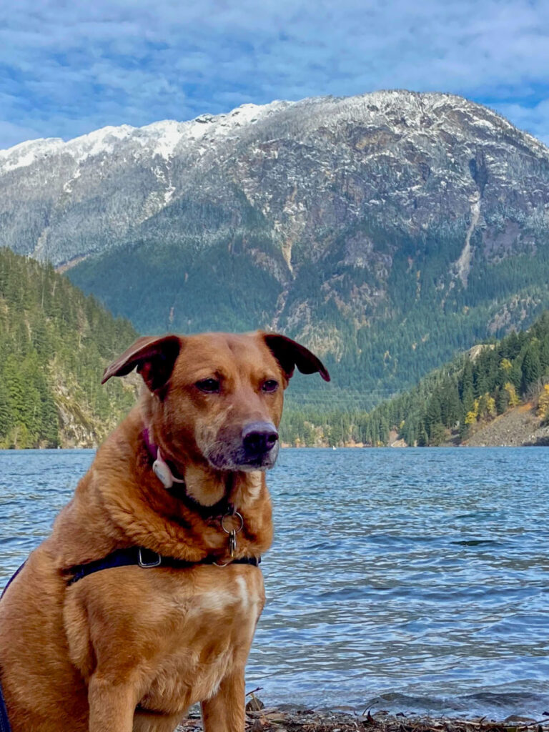 a red dog sits in front of a lake and mountains