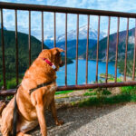 a red dog looks out over a very blue lake and mountains