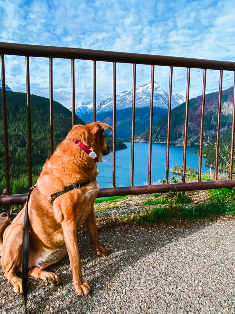 a red dog looks out over a very blue lake and mountains