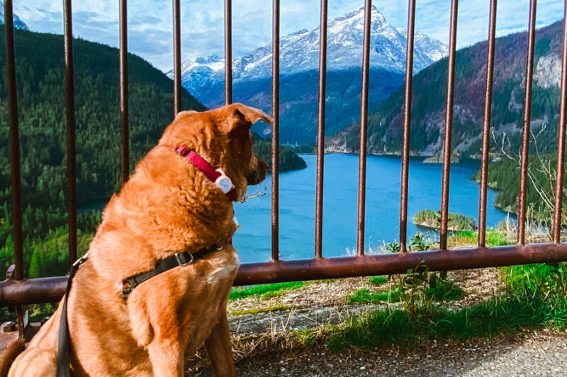 a red dog looks out over a very blue lake and mountains