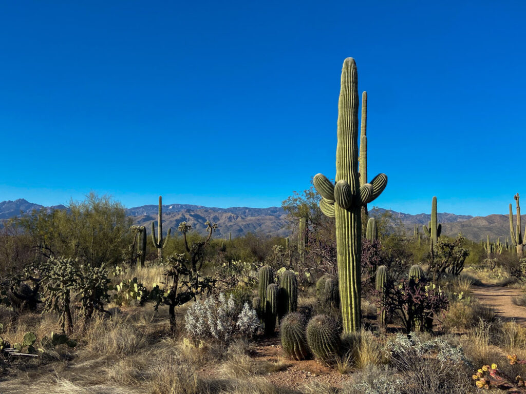 a large saguaro cacti takes center frame, with the Rincon mountains and blue skies in the background
