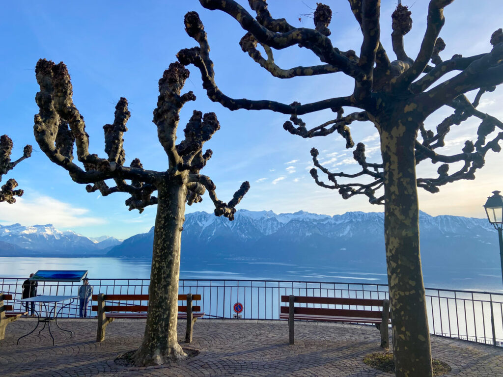 two trees that look like whomping willows are in a small park overlooking lake geneva in the alps, from the lavaux vineyard region. the trees do not have leaves because it is the winter