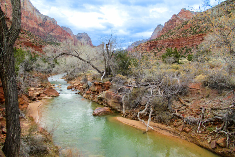 the striated rocks of Zion Canyon frame the Virgin River, a small greenish creek with many shrub trees around it. It is February so few of the trees have leaves