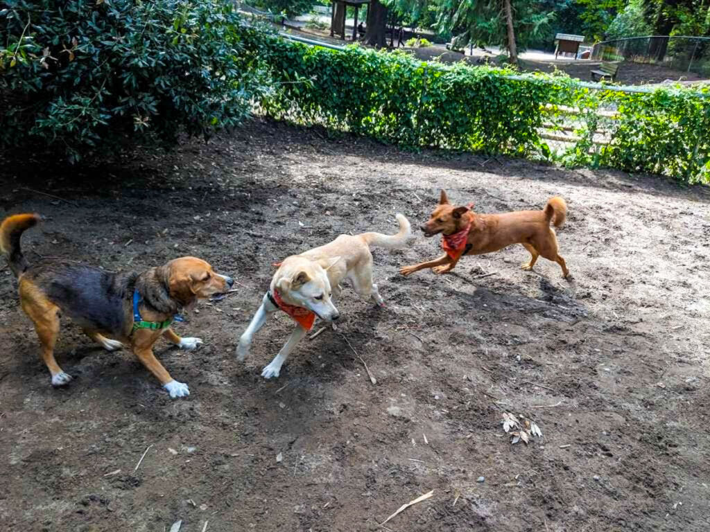 three dogs - one brown and black mutt with white paws, a whitish mutt, and a reddish mutt run around at a dog park