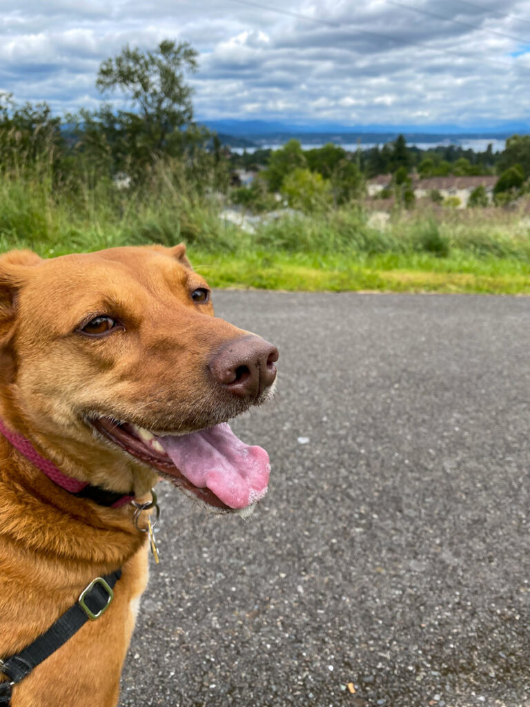 a reddish brown dog smiles at the camera from a paved trail with the bay in the background at Discovery Park in Seattle