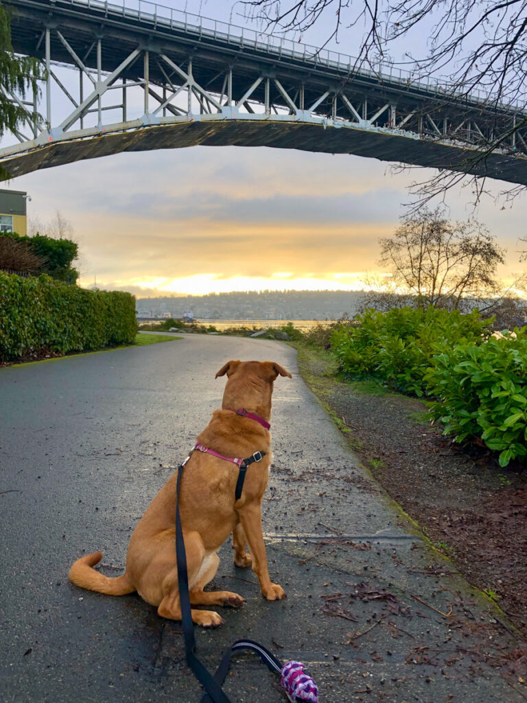 a reddish brown dog sits on a paved trail at sunrise. above her is a metal bridge and behind her is a lake