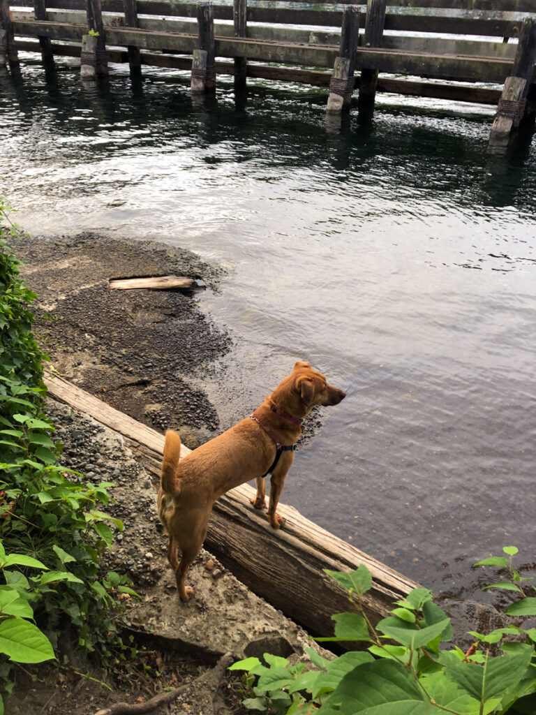 a reddish dog stands on a log in the lake union shipping canal
