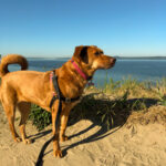 a redish brown dogs stands on a sandy bluff looking out across the blue water of a bay