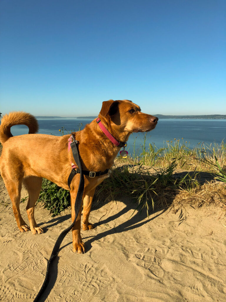 a redish brown dogs stands on a sandy bluff looking out across the blue water of a bay at Discovery Park in Seattle
