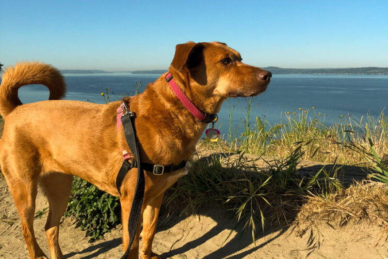 a redish brown dogs stands on a sandy bluff looking out across the blue water of a bay