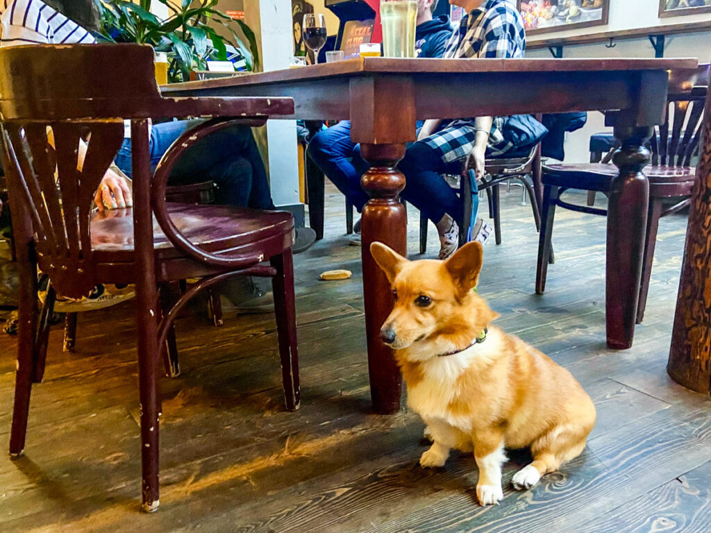 a small light brown corgi sits at a beat up table at a brewery