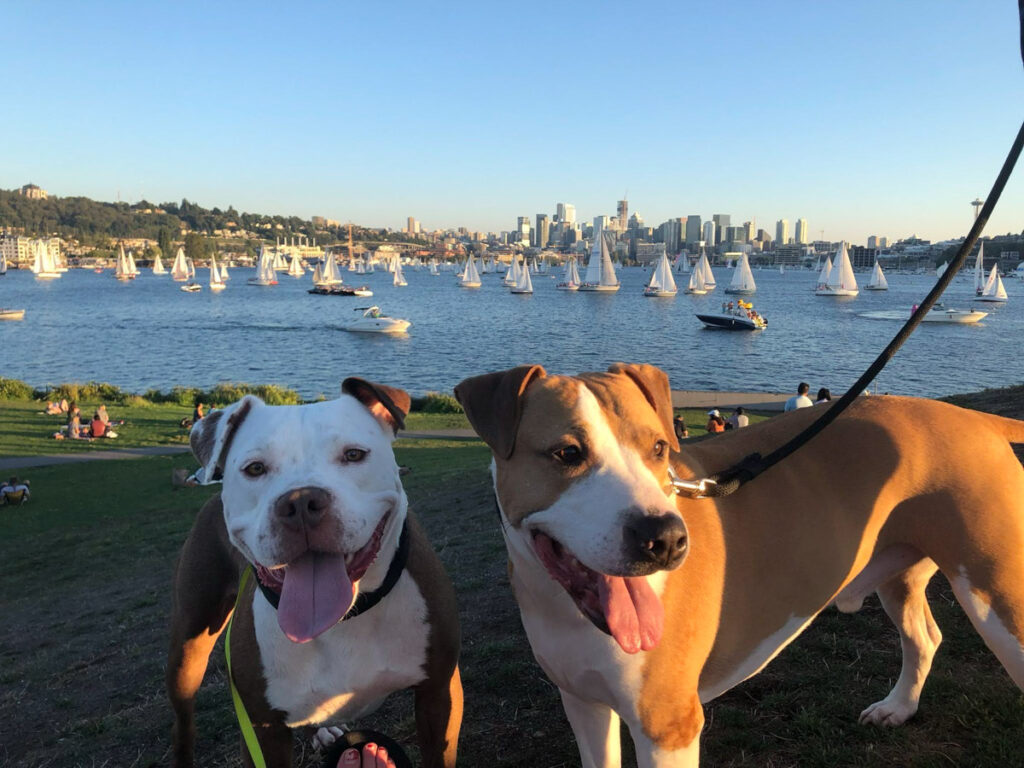 two dogs, a white and brown pitbull and larger brown and white mutt stand on a grass lawn. behind them is a large lake full of sailboats