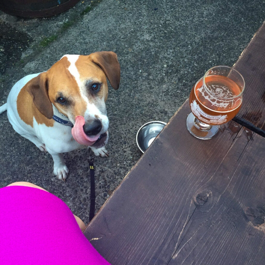 a brown and white beagle licks his lips while looking at a pint of beer sitting on a bench