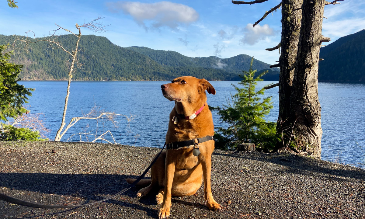 Visit Olympic National Park with your dog – Hi Friends, It's Laura