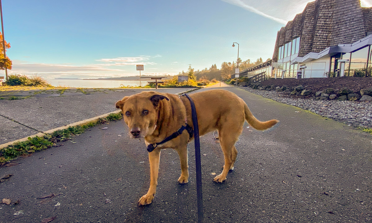 Pet friendly lodging olympic national park